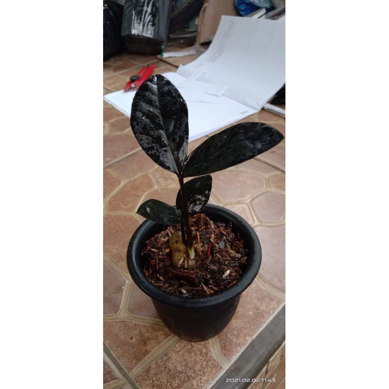 zz raven / zamia black