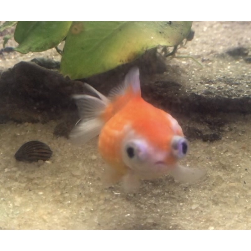 Ikan Koki Mutiara Demekin