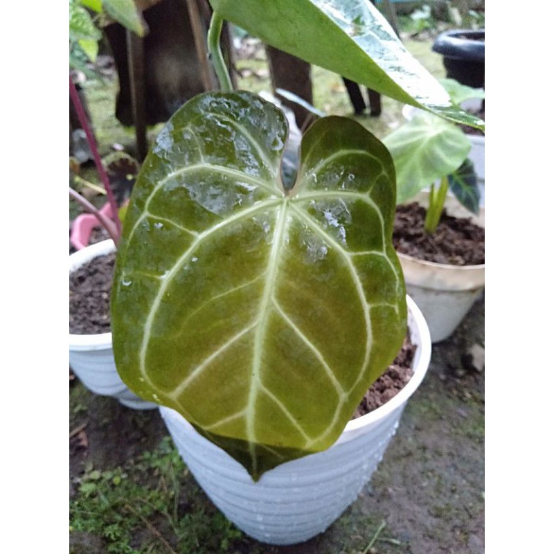 Anthurium Kuping Gajah Mangkok