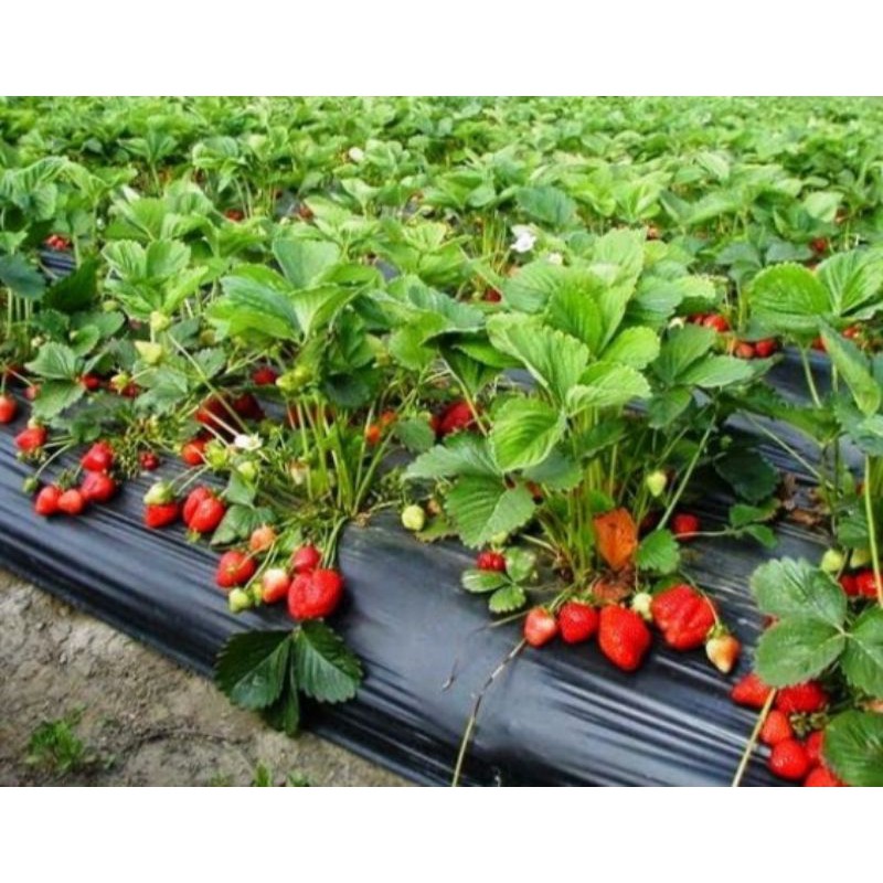 bibit strawberry jumbo