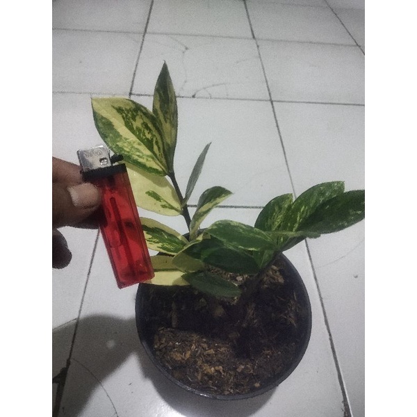 zamia  culcas varigata