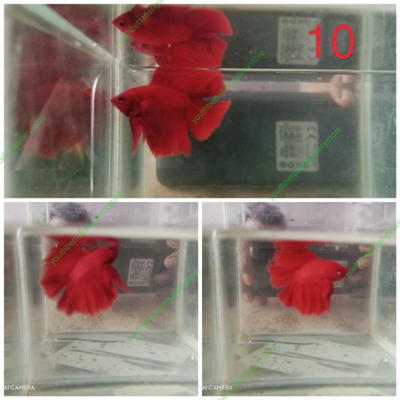 cupang murah, cupang HMDT Superred, Cooper dan yellow banana