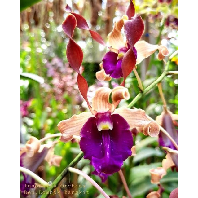 dendrobium lombok bangkit x edfrans charming
