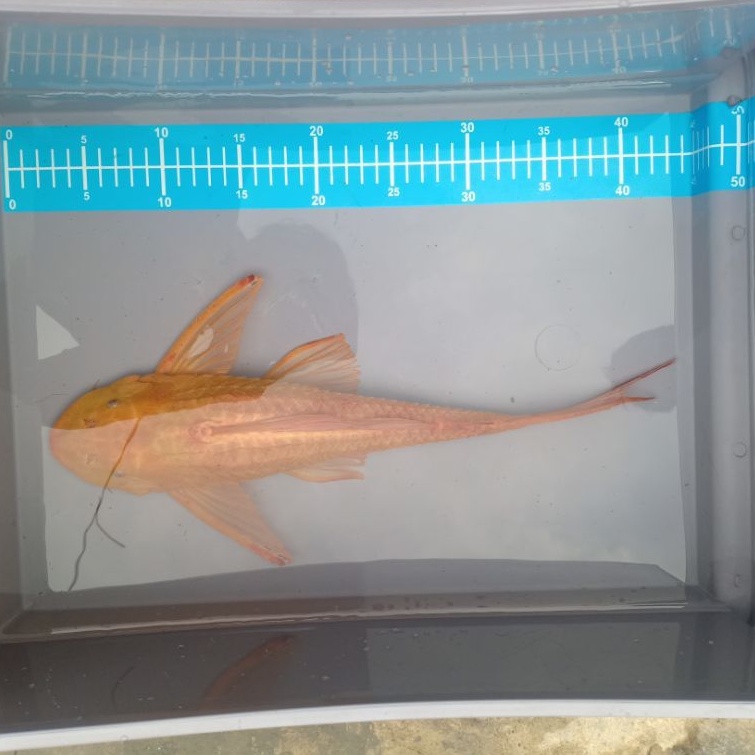 ikan sapu sapu albino jumbo