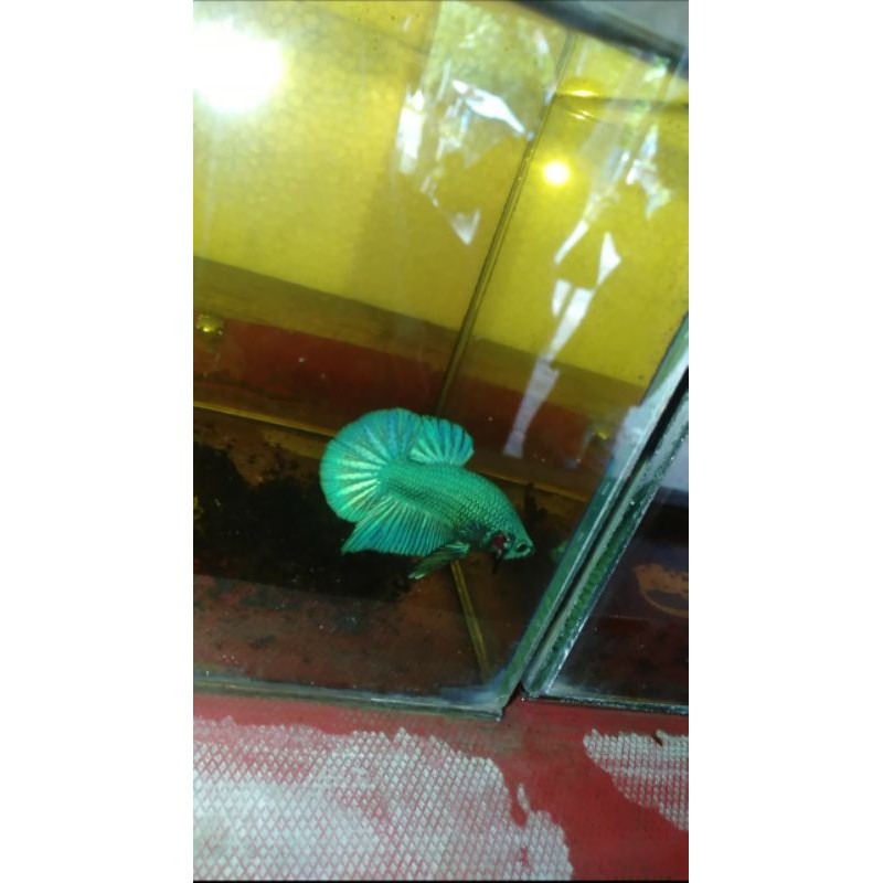 Ikan Cupang Giant Super Green(male)