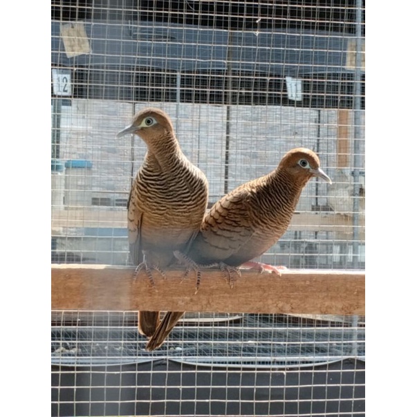 perkutut cemani hitam