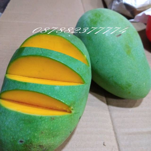 

MANGGA HARUM MANIS SUPER PROBOLINGGO