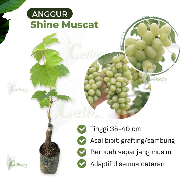 Bibit Tanaman Buah Anggur Import Shine Muscat