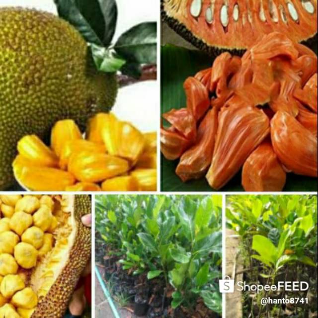 

2bibit nangka merah dan madu
