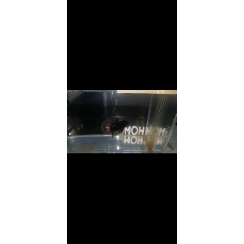 ikan cupang Avatar coper gold