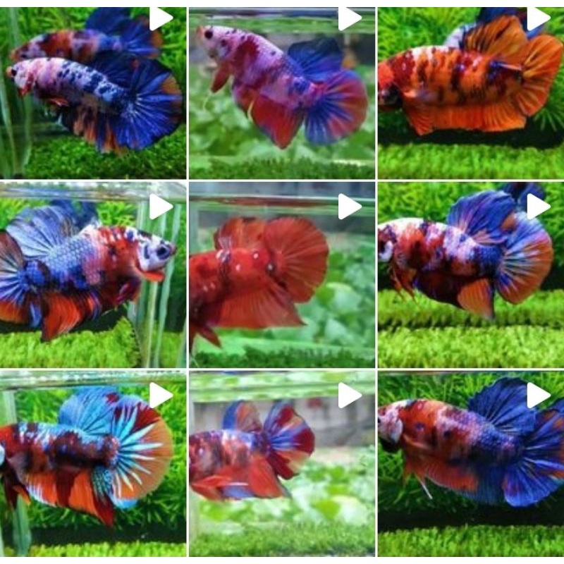 IKAN CUPANG GIANT MULTICOLOUR