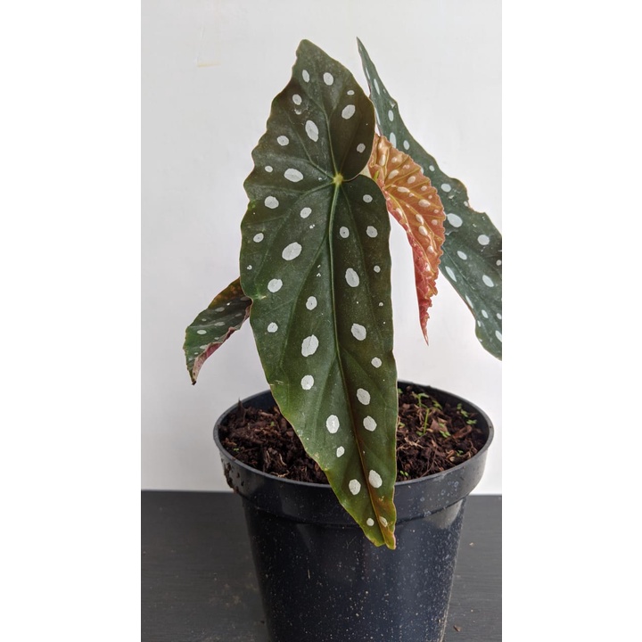 Tanaman Hias Begonia Polkadot - Bunga Begonia