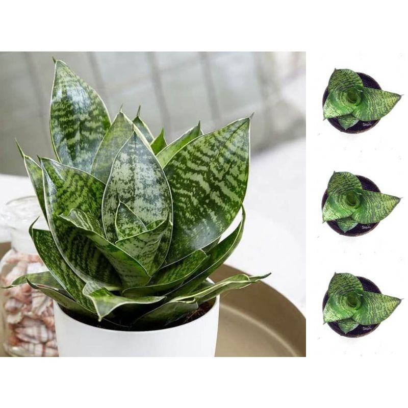 Lidah mertua mini Kodok Hijau / sansivera mini