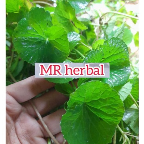 

Daun pegagan segar atau antanan segar 500 gram
