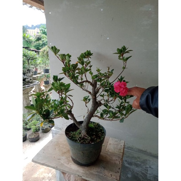 bonsai azalea bunga tumpuk..(bonggol besar.)