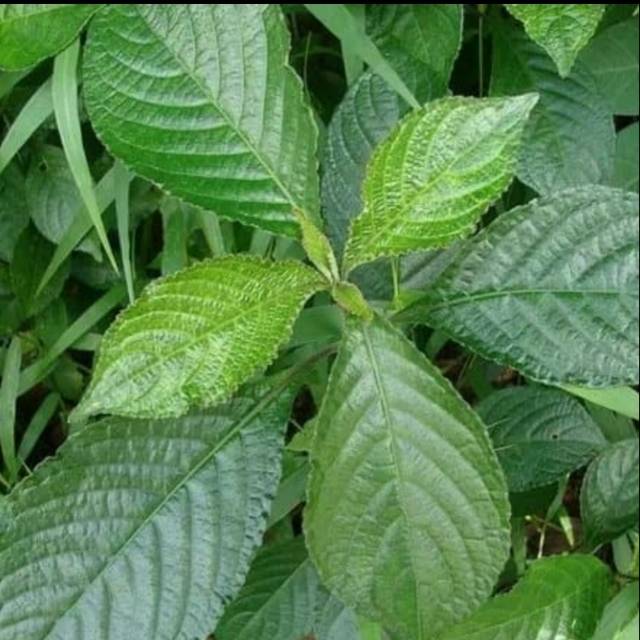 

Daun herbal keji beling - kaca beling segar 500 gram