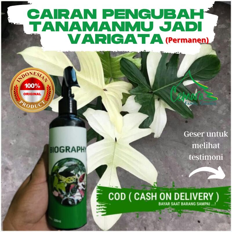 Hormon Varigata Biography Cairan Ajaib Perubah Warna Tanaman Jadi Variegata Permanen