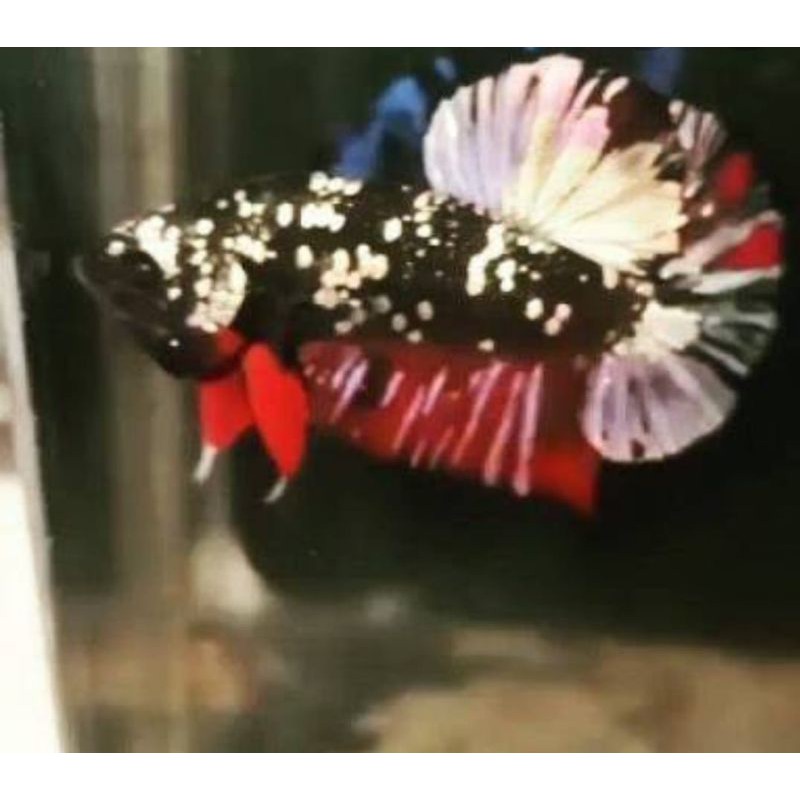 betta avatar gold versi 2021 all new/promo 3 hari 2+1