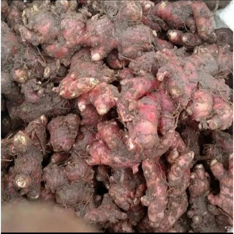 

Jahe Merah Super Segar 1kg