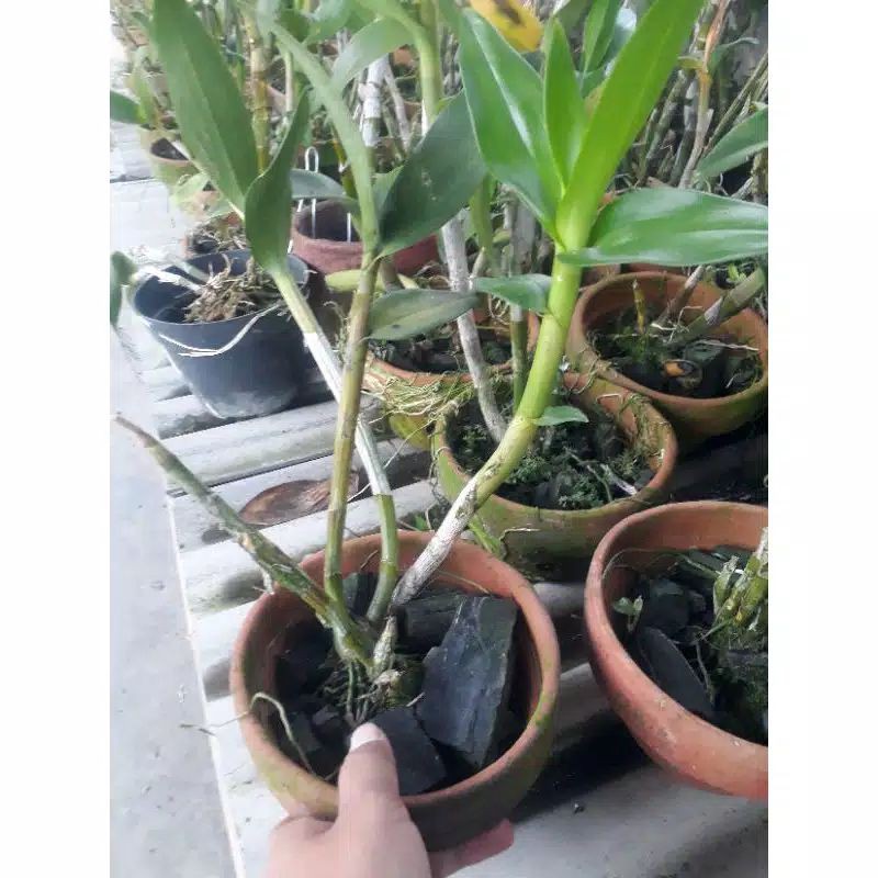 dendrobium pasca bunga