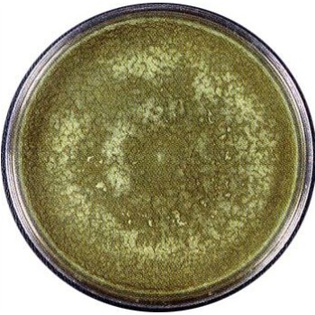 

Isolat Jamur Trichoderma viridae