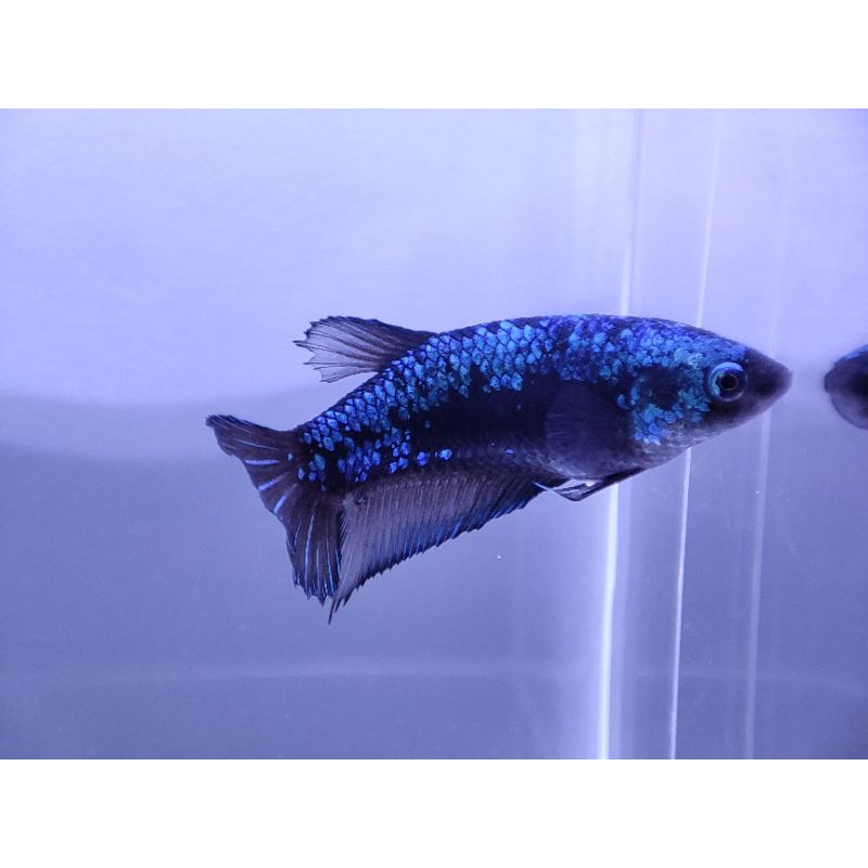 Ikan Cupang Black Mamba Samurai Female