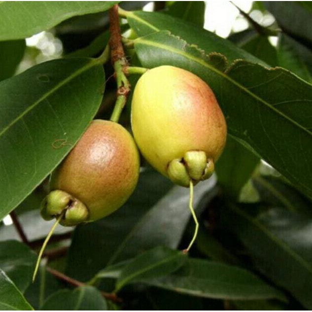 Jambu Mawar Rose Apple Jambu Keraton Bibit Tanaman Buah Langka Dm Shopee Indonesia