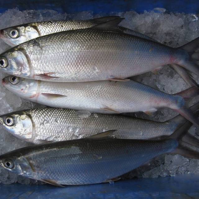 

Ikan bandeng besar ikan segar dan feesh ikan laut