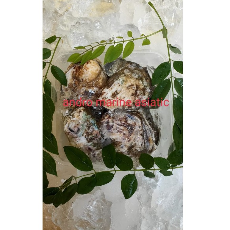 

Kerang Tiram (oyster) kondisi frozen @ 1000gr