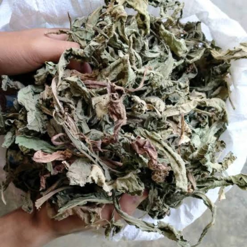 

Daun Tapak Liman Kering