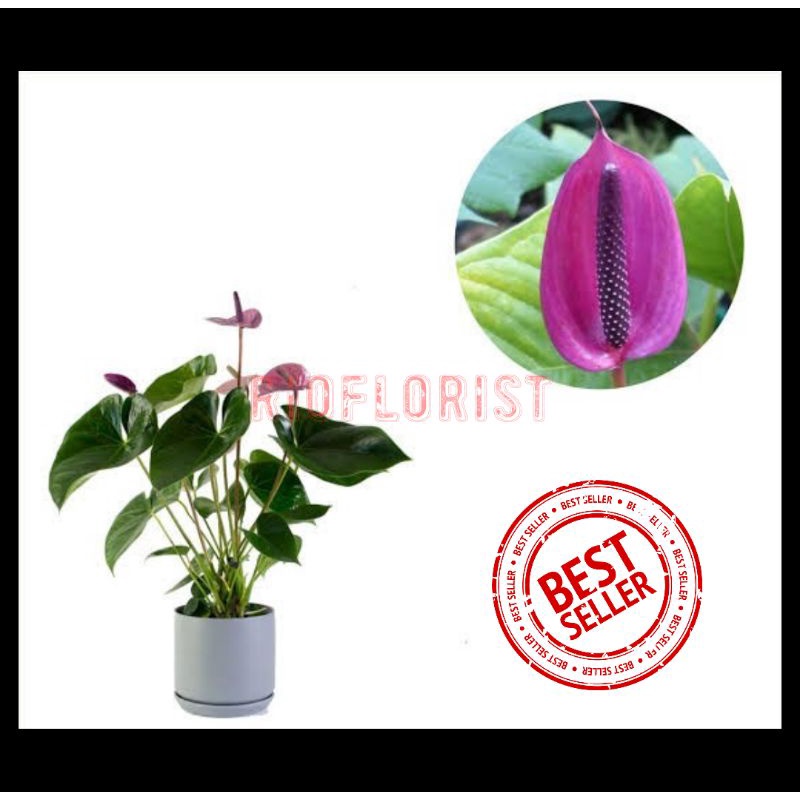 Anthurium Mini Bunga Ungu Dewasa
