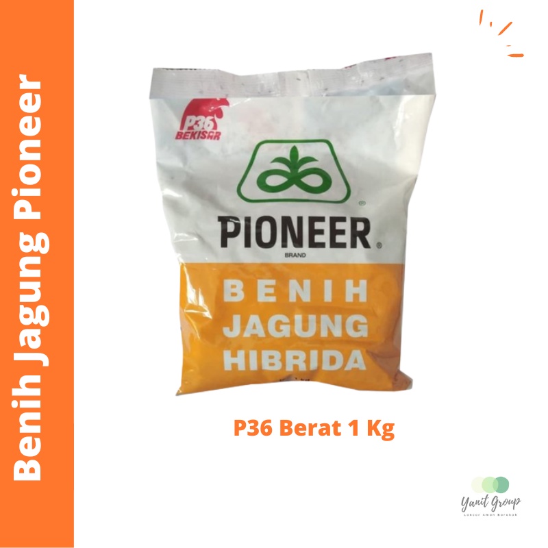 BENIH JAGUNG PIONEER P21