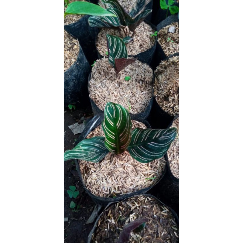 Calathea Batik / Calathea Ornata