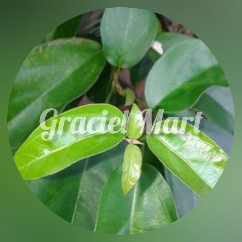 

DAUN CINCAU SEGAR