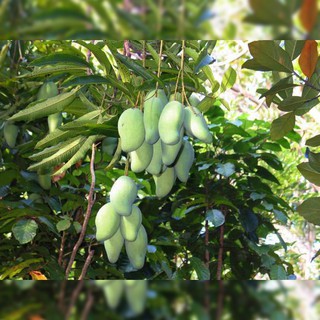 Bibit Mangga  Arum Manis  Pohon Mangga Harum Manis  Arumanis 