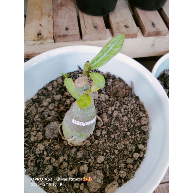 adenium grafting