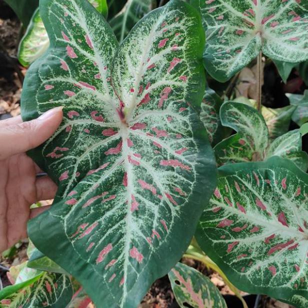 Tanaman Caladium Tanaman Hias Keladi Batik Keladi Wayang Tanaman Caladium Kode F7252 Shopee Indonesia