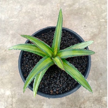 Agave Victoria regginae varigata mediopicta