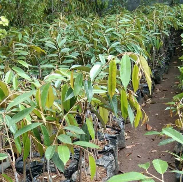 Durian Musangking Kaki Tiga OKULASI Lebih Cepat Berbuah