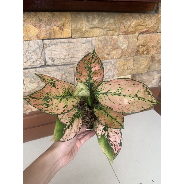 aglonema komkom orange oren