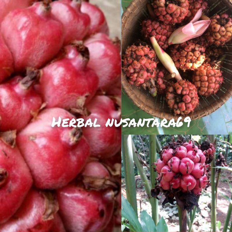 

Buah Honje Segar-asam patilaka fres 500gr
