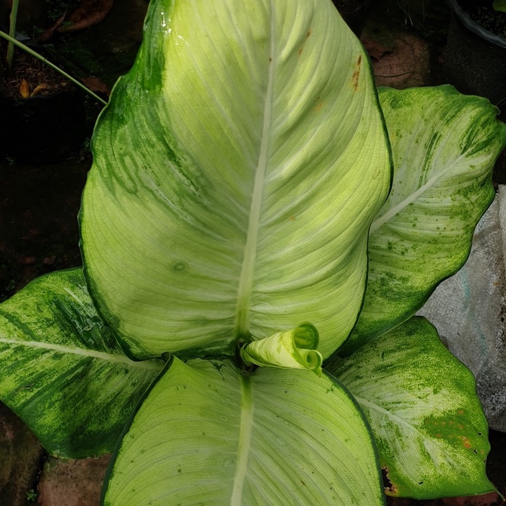 Diven Tisu Bangkok-bunga aglonema tisu bangkok-diven golden