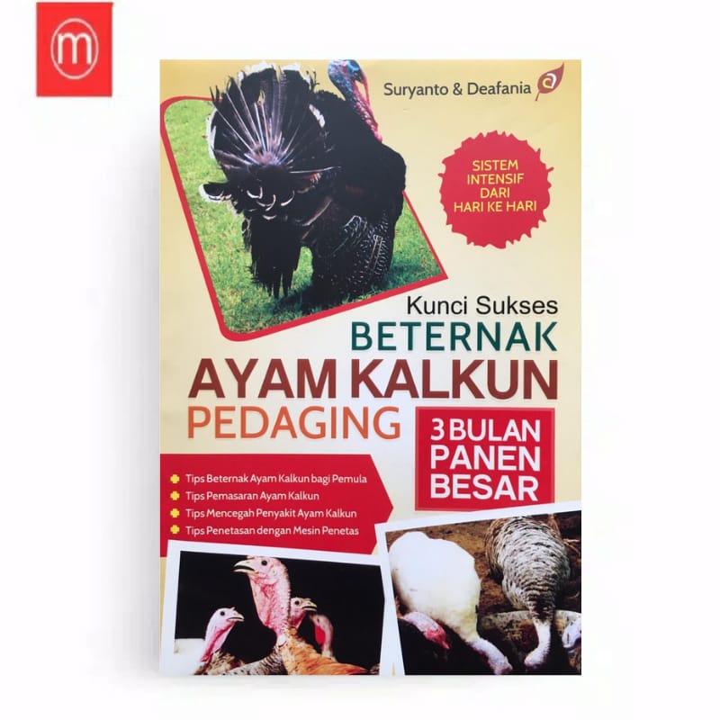 Kunci Sukses Beternak Ayam Kalkun Pedaging