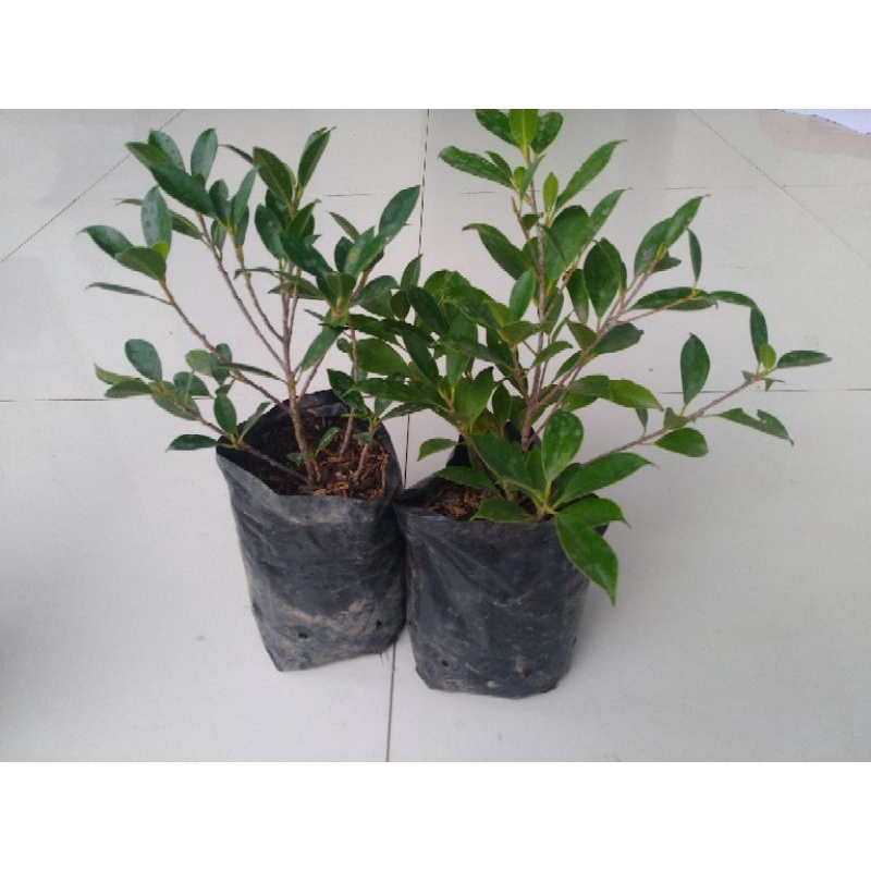Beringin Kimeng Atau Bringin Kimeng Atau Ficus Kimeng , Bahan Bonsai Beringin Kimeng Bahan Bonsai Br
