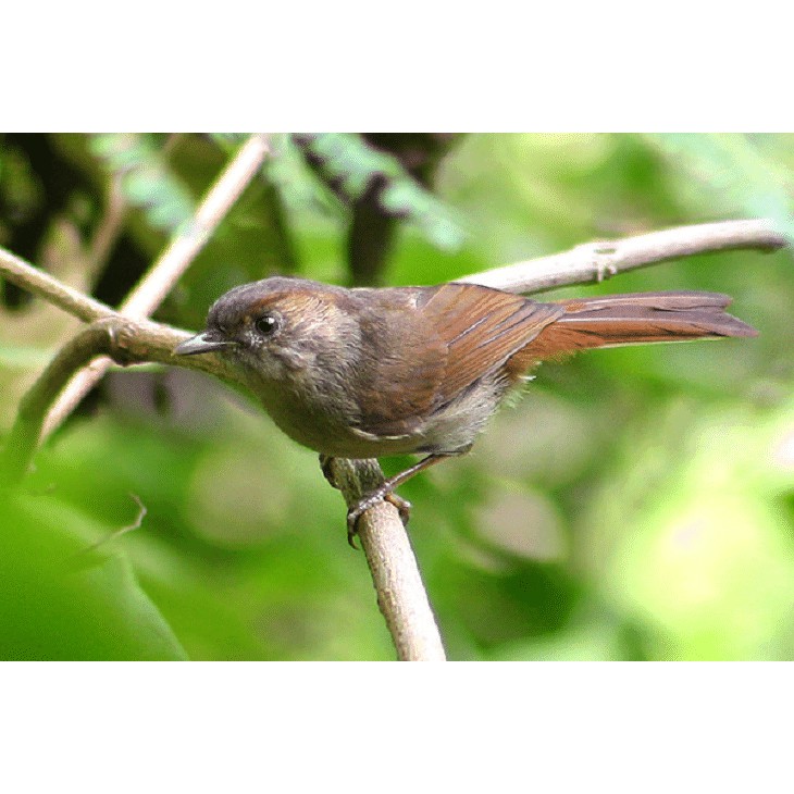 Burung Flamboyan Jantan Dan Betina : Bulu burung merak ...