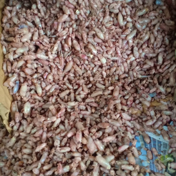 

✨COD✨ ikan asin baby cumi kering per 500gr