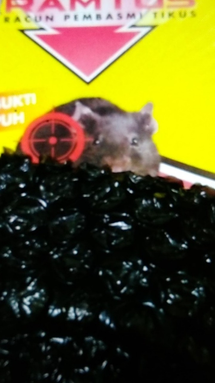 Racun Tikus Ramtus Asli Alami Mati Kering Tidak Bau Pembasmi Pengusir Tikus Super Paling Ampuh 6 Pak