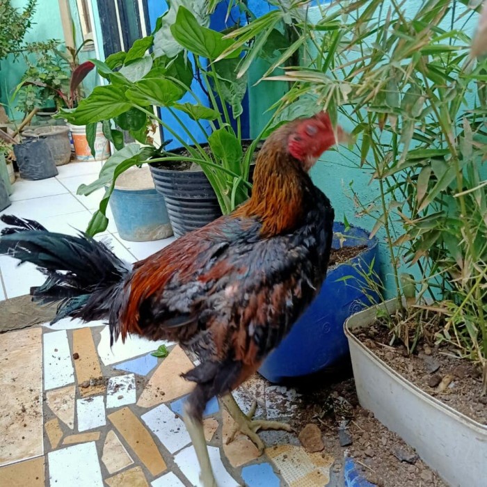 Ayam Mangon / Magon Ori Kaki Hitam Lawan Bangkok Pakoy Pama Saigon