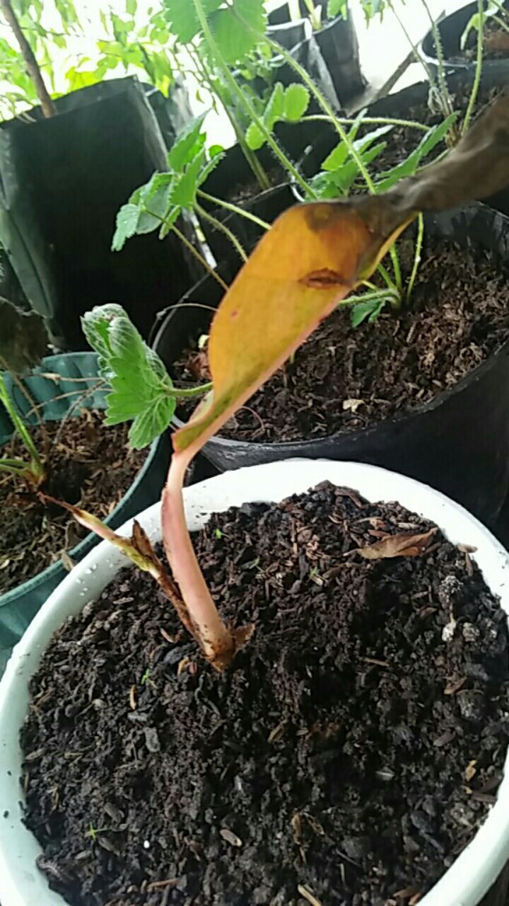 Tanaman Aglonema Lipstik |tanaman Hias Aglonema