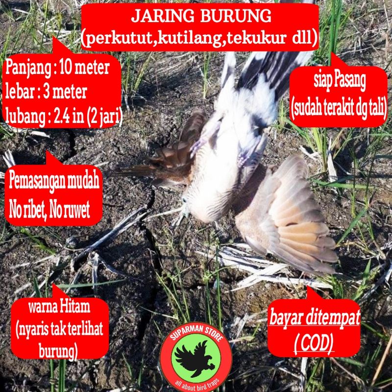 JARING BURUNG PERKUTUT 10 JALA PERKUTUT LOKAL JARING PIKAT KUTUT JARING JEBAK PERKUTUT JALA JEBAK JA